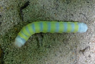 Lithophane querquera larva 8301827