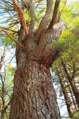 Laurel Run Trail (9) (13208236874)
