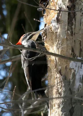 Pileated woodpecker (2391497812)