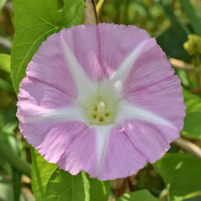 Calystegia sepium Presqu'ile