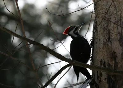 Pileated woodpecker (2397627848)