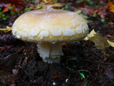 Amanita gemmata 103427073
