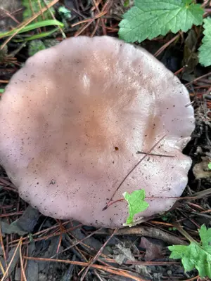 Collybia nuda 348033474