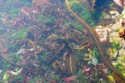 Seaweed in a tidepool (25124692396)