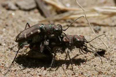 Cicindela oregana - Flickr - aspidoscelis (3)