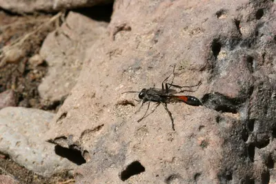 Sphecidae - Flickr - aspidoscelis