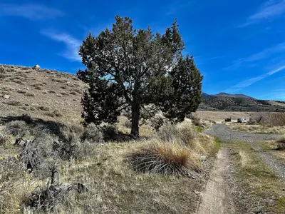 Evergreens at Mill Creek Campground (55186240865)