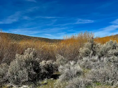 Sea of Vegetation (55186002178)