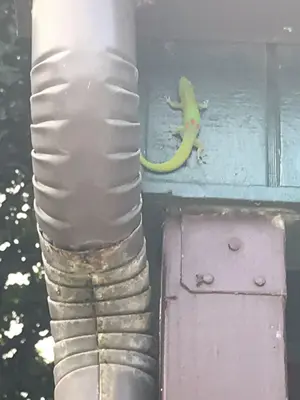 Gecko at Ahupuaʻa O Kahana State Park 01