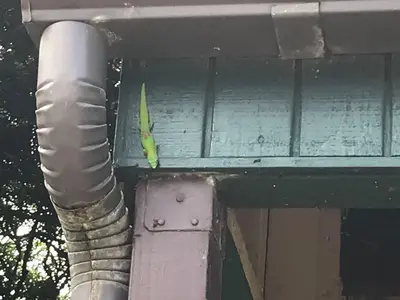 Gecko at Ahupuaʻa O Kahana State Park 02
