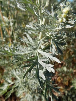 Artemisia absinthium (28560092291)