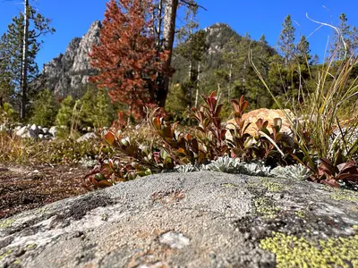 Plants, Fall 2022 Beartooth RD (52943023527)