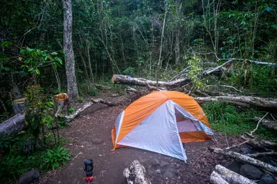 Jungle Campsite (209049389)