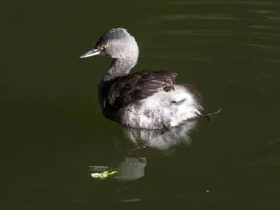 Tachybaptus dominicus Mexico