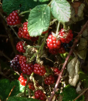RanchoSecoBlackberries2010