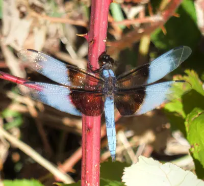 RanchoSecoDragonFly2010