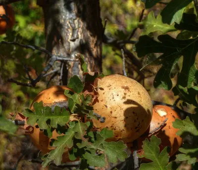 RanchoSecoApple2010