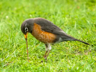 The early bird gets the worm (8636326715)