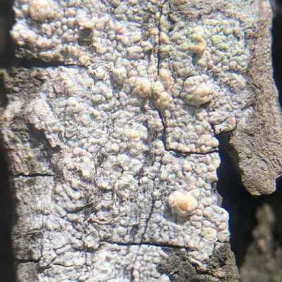 Pertusaria texana 67213765