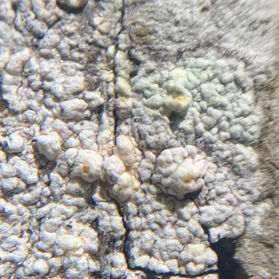 Pertusaria texana 67213814