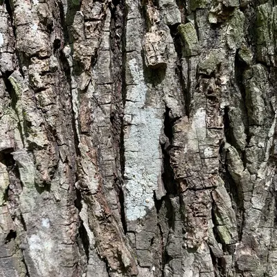 Pertusaria texana 67213788