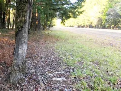 I-5 hazard tree removal near Glendale (52890565783)