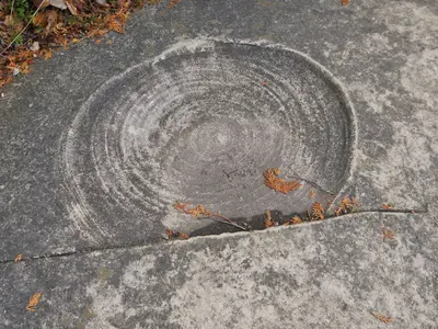 Guelph Formation stromatolite