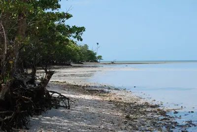 Beach in Ten Thousand Islands, Everglades National Park - panoramio
