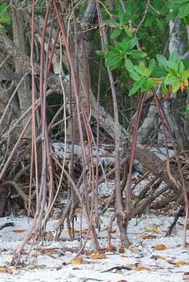 Rhizophora mangle roots, Everglades National Park - panoramio