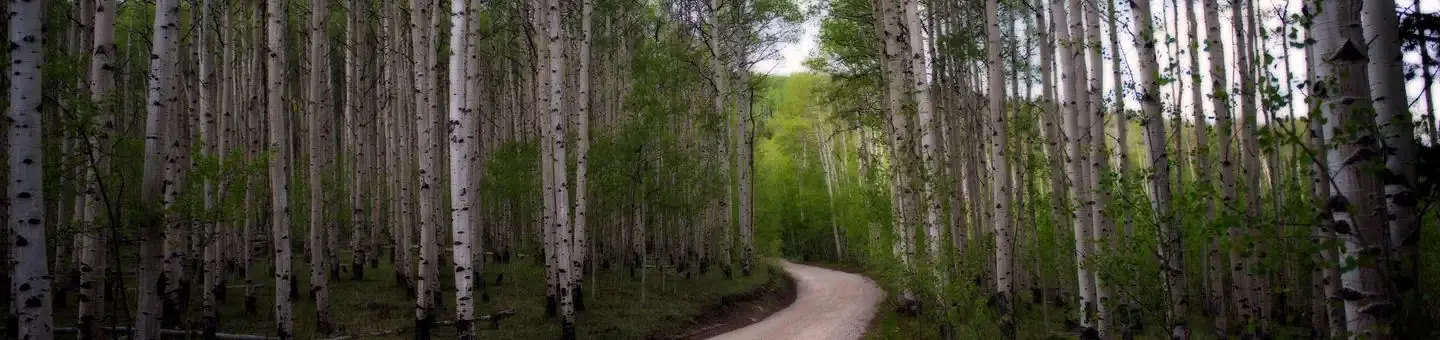 Pike and San Isabel National Forest