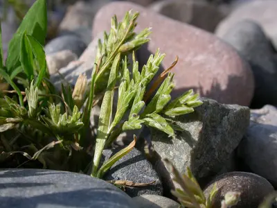 Sclerochloa dura (3733566393)
