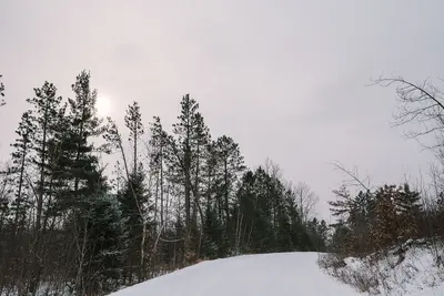 Snowy Forest Road (38738265944)