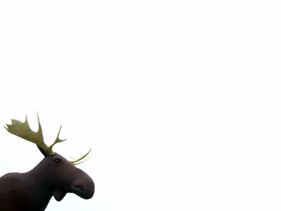 Mac the Moose (4603209834)
