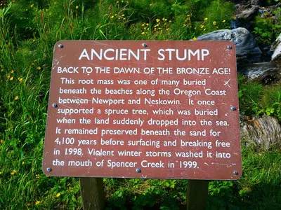 Ancient Stump Sign at Beverly Beach State Park