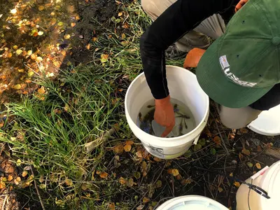 Mountain yellow-legged frog release (31022414362)