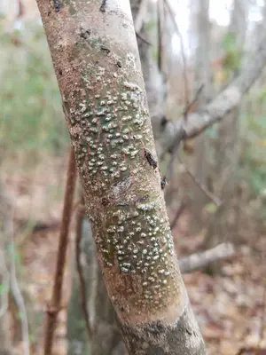 Pyrenula leucostoma 246964242