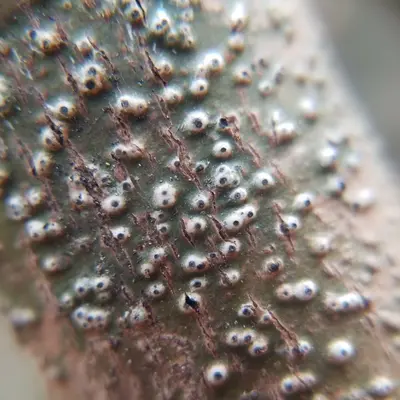 Pyrenula leucostoma 246964251