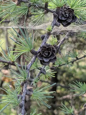 Larix laricina var alaskensis, Birch Lake, Fairbanks, Alaska 1