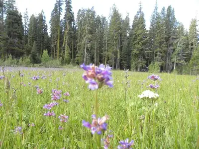 Yuba Pass Campground