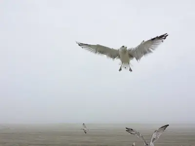 Birds By The Bay (Unsplash)