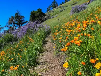 Los Padres National Forest