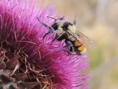 Bombus centralis 128565288