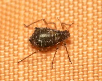 Giant Conifer Aphid (Cinara sp.) - Algonquin Provincial Park 2019-09-20