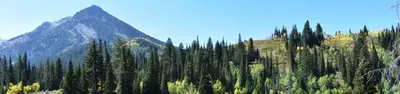 Spruces - Big Cottonwood