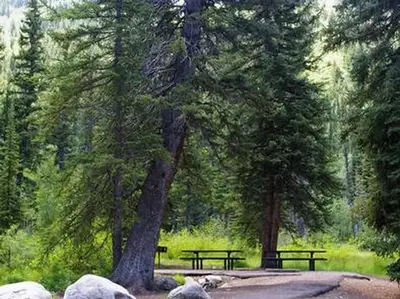 Spruces - Big Cottonwood