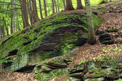 Black Forest Trail (Revisited) (22) (21013269929)