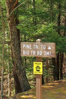 Pine Trail (1) (13939101646)