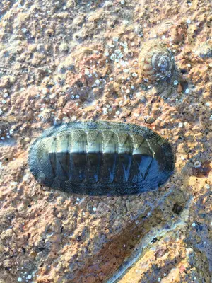 Chiton virgulatus 23314246