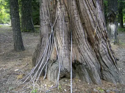 Weenie stick cache at Lovers Camp - panoramio