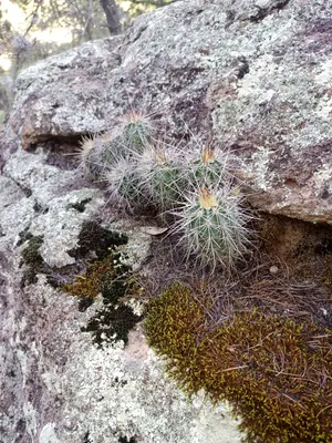 Echinocereus acifer